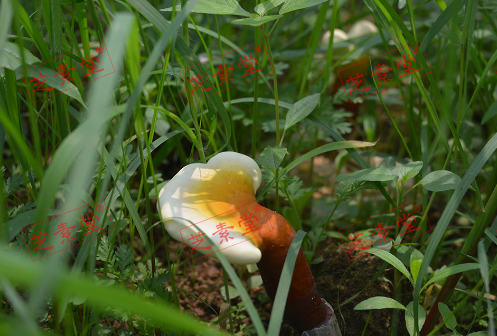 1604569216112244.png image.png