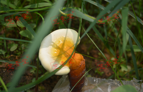 灵芝孢子粉的用量应该是多少？