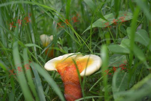灵芝孢子粉吃了上火吗？