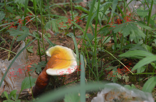 灵芝孢子粉吃了大便多怎么回事？