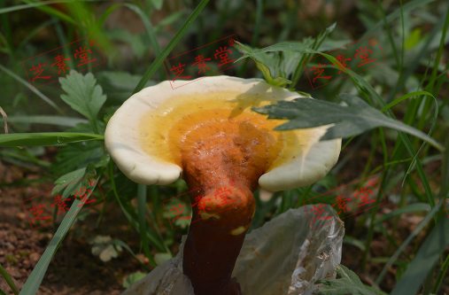长白山破壁灵芝孢子粉的功效好吗？