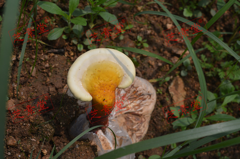 吃灵芝孢子粉能降压吗？效果好不好？