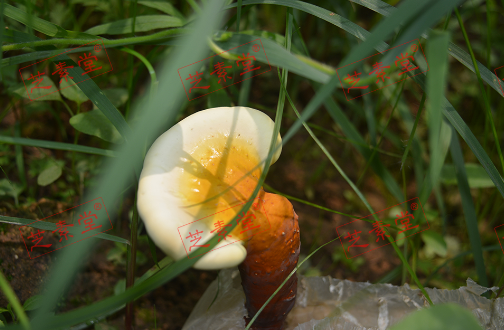 灵芝孢子粉化疗何时吃比较好？