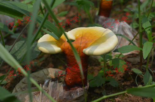 一斤灵芝孢子粉多少钱呢？