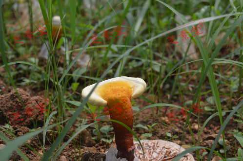 胃溃疡能吃灵芝孢子粉吗？安全吗？