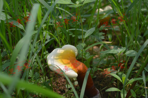 灵芝孢子粉治愈癌症真的吗？