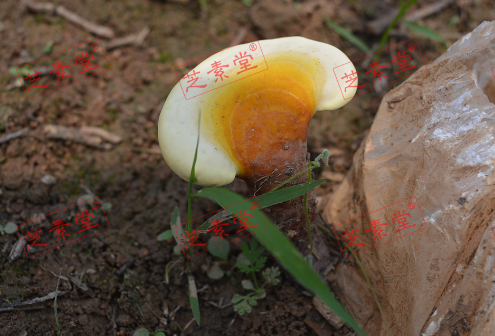 灵芝孢子粉胶囊药用功效怎么样呢？