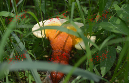 灵芝孢子粉的药用价值和副作用有什么？