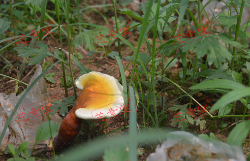 正确冲灵芝孢子粉的方法你知道吗？