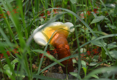 灵芝孢子粉喝多少为好呢？