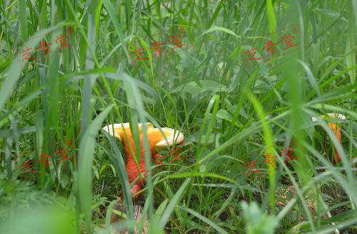 1606553064116211.png image.png