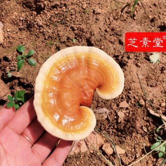 灵芝孢子粉灵芝多糖含量多少比较好呢？