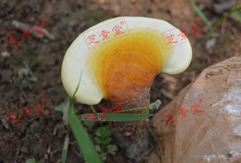灵芝孢子粉吃几克每天吃几次比较好呢？