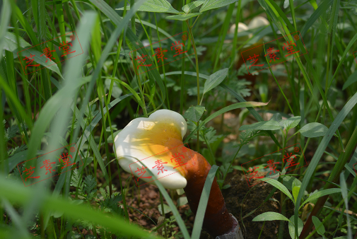 长期吃灵芝孢子粉伤肾吗？有副作用吗？