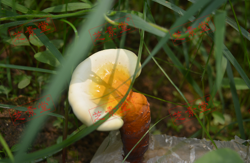 乳腺癌化疗能吃灵芝孢子粉吗？