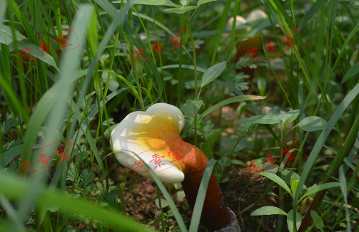 哪些人群适合用灵芝孢子粉呢？