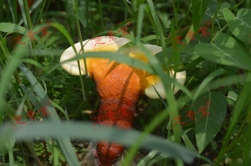 灵芝孢子粉那种人不能吃呢？