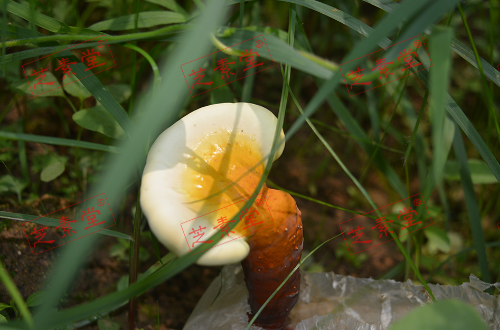 运芝牌破壁灵芝孢子粉真的吗？