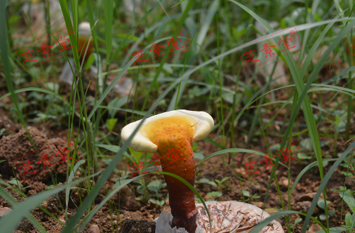 灵芝孢子粉吃多久后有效果呢？