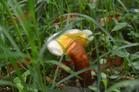 灵芝孢子粉有没有相克的东西呢？