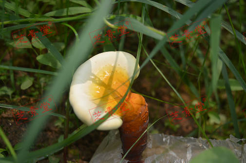 灵芝孢子粉治病吃多少好呢？