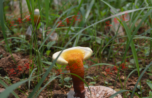 灵芝孢子粉具有什么功效,怎么吃法呢？