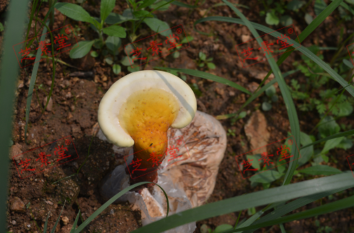 喝灵芝孢子粉大便黑色正常吗？