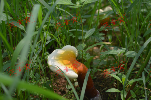 吃灵芝孢子粉会便秘吗？