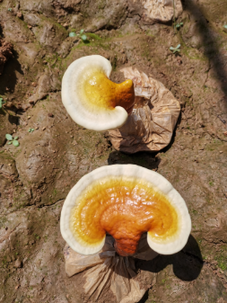 吃灵芝孢子粉会变胖吗？