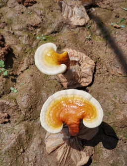 肥胖者能喝灵芝孢子粉吗？效果好吗？