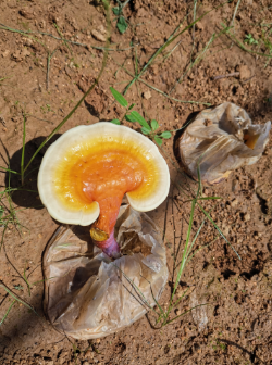 东北灵芝孢子粉的功效怎么样？