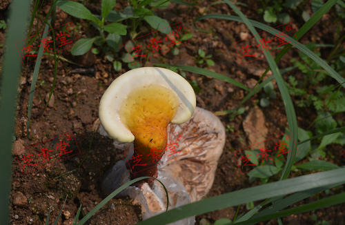 灵芝孢子粉是灵芝打成粉吗？