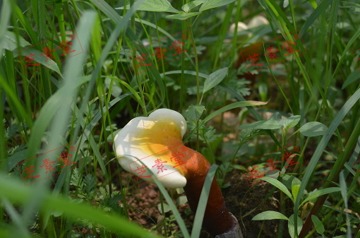 过期的灵芝孢子粉用途有什么？