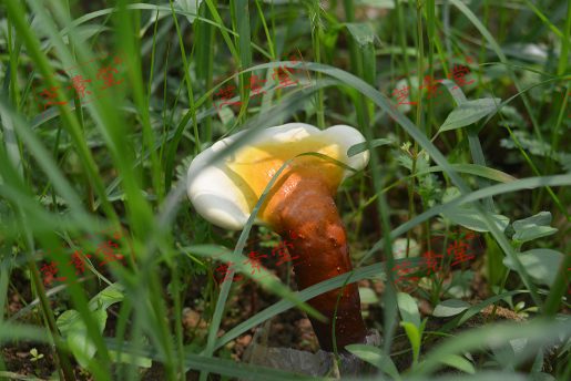 如何吃灵芝孢子粉好呢？