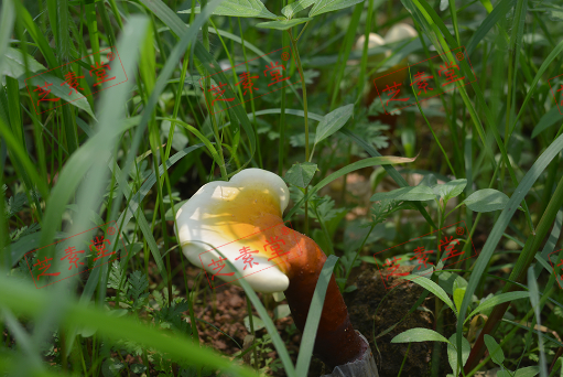 灵芝孢子粉用多少度的温水冲好呢？