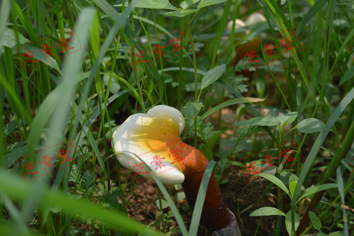 灵芝孢子粉用量多少合适呢？