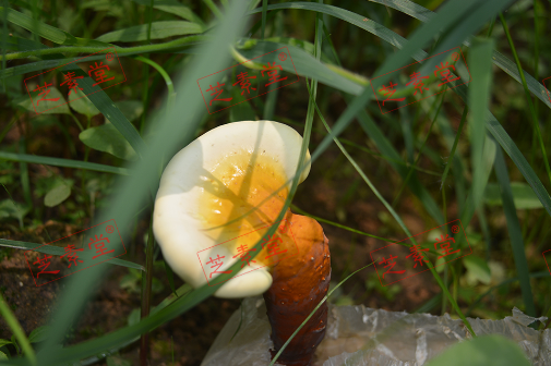 灵芝孢子粉的食用方法和用量是多少呢？