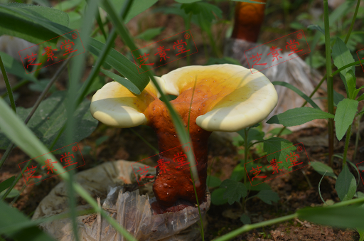 灵芝孢子粉可以和羊奶粉同吃吗？