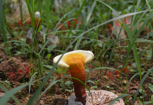 尿酸高灵芝孢子粉能不能吃呢？