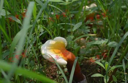 灵芝孢子粉哪的好呢？
