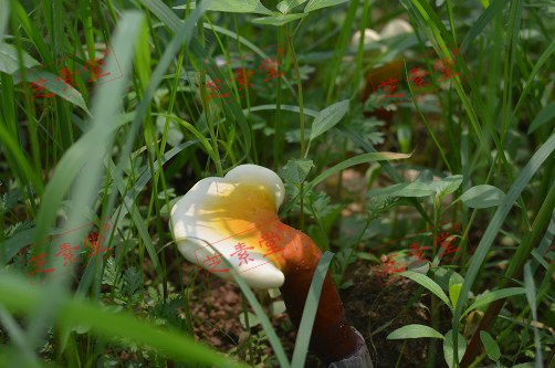 碰壁灵芝孢子粉怎么吃比较好呢？