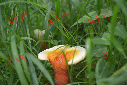 寿仙谷的灵芝孢子粉怎么样好不好？