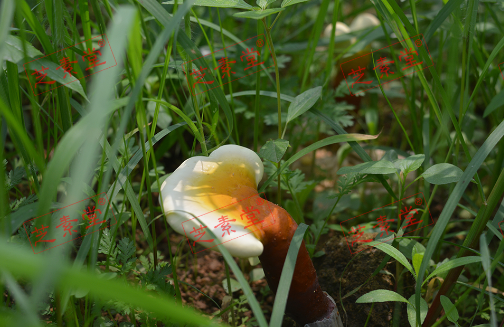抗癌灵芝孢子粉吃法是怎么样的呢？