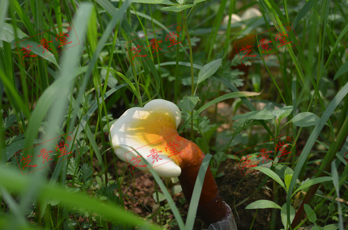 康富来灵芝孢子粉怎么样好不好呢？