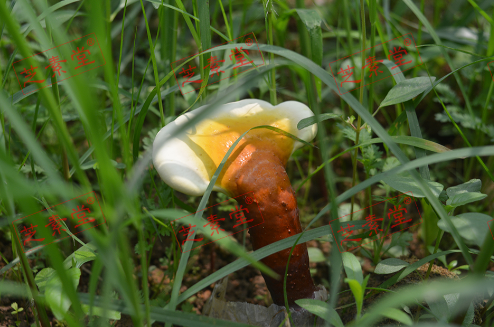 灵芝孢子粉市场价钱是多少呢？