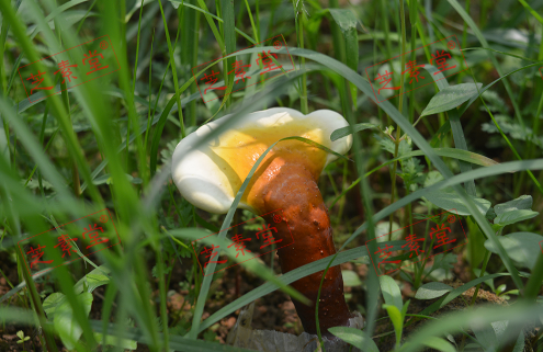 灵芝孢子粉和黄芪一起服用好吗？