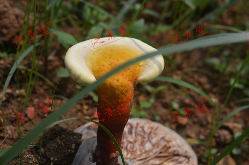 破壁灵芝孢子粉晚上吃好吗？