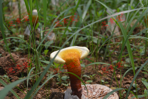 灵芝孢子粉含有重金属吗？安全吗？