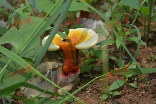吃灵芝孢子粉有美容的效果吗？