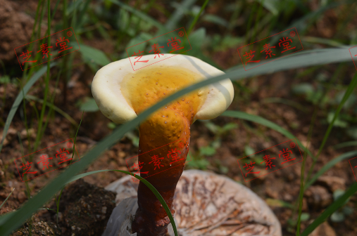阿胶能和灵芝孢子粉吃吗？